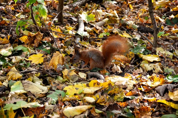 パークのリス 秋の季節の自然 公園での秋の季節 季節ごとの葉と木々 秋の自然の風景 秋の自然の美しさ 秋のシーズン 森の中の自然 秋の森 — ストック写真