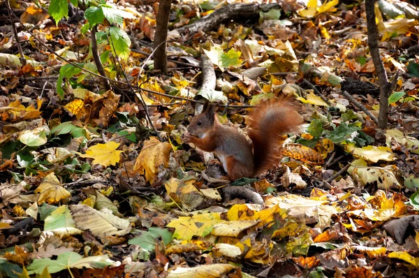 Veverka Drží Ořech Sezónní Listí Stromy Přírodní Krajina Podzim Podzimní — Stock fotografie