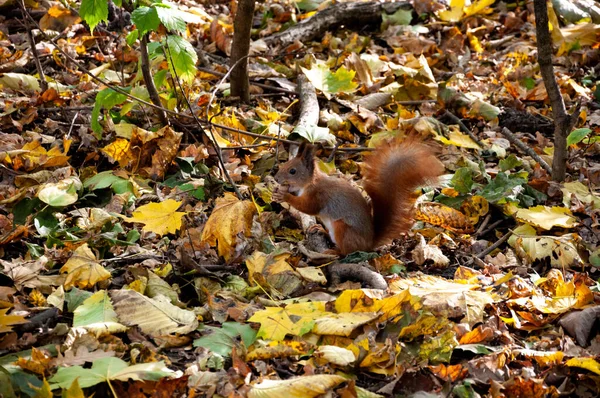 ホールド ナット 公園での秋の季節 季節ごとの葉と木々 秋の自然の風景 秋の自然の美しさ 秋のシーズン 森の中の自然 秋の森に 秋の季節の自然 — ストック写真