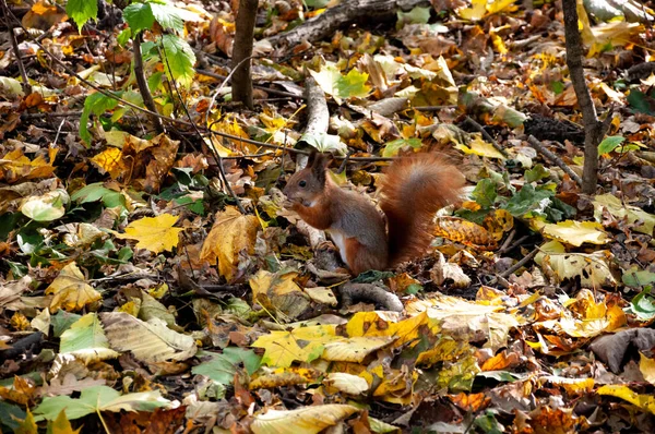 リスはナットを食べる 秋の自然の風景 秋の自然の美しさ 秋のシーズン 森の中の自然 秋の森に 秋の季節の自然 公園での秋の季節 季節ごとの葉と木々 — ストック写真
