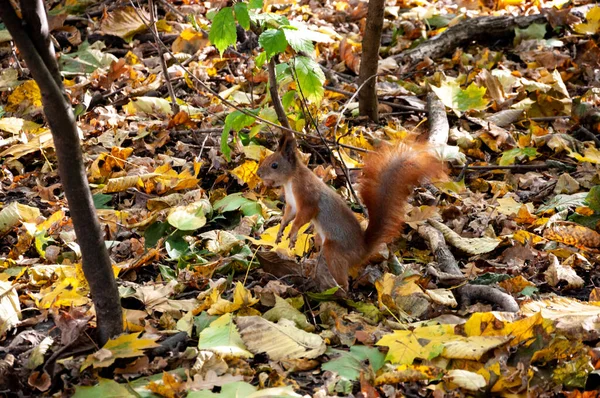 リスはナッツを食べる 秋の自然の美しさ 秋のシーズン 森の中の自然 秋の森に 秋の季節の自然 公園での秋の季節 季節ごとの葉と木々 秋の自然の風景 — ストック写真