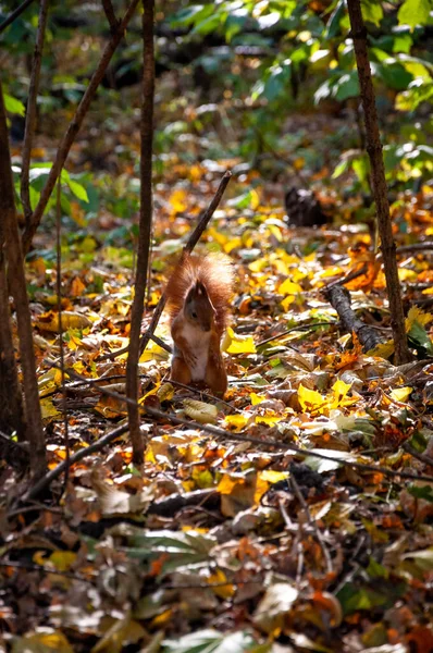 Flauschiges Eichhörnchen Herbstwald Natur Herbst Herbstzeit Park Saisonale Blätter Und — Stockfoto