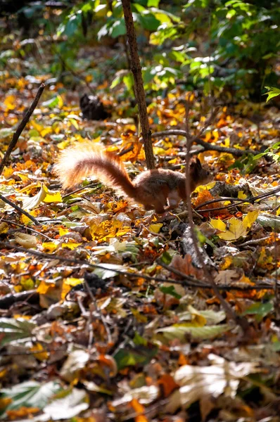 Eichhörnchen Mit Schwanz Natur Herbst Herbstzeit Park Saisonale Blätter Und — Stockfoto