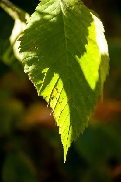 Зелений Лист Природа Лісі Осінній Ліс Природа Осінній Сезон Автономний — стокове фото