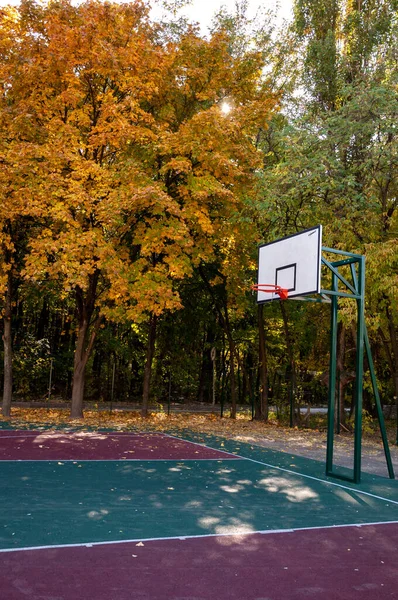 户外篮球 体育活动 季节性树叶和树木 秋天的自然景观 秋天的大自然之美 森林中的自然 秋天的森林 秋天的自然 — 图库照片