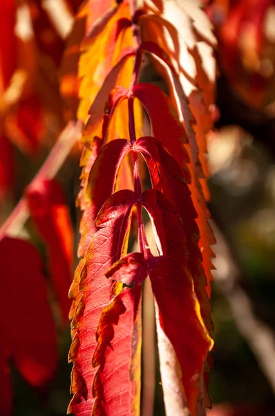 Herfstseizoen Het Park Seizoensgebonden Bladeren Bomen Natuurlijk Landschap Herfst Herfst — Stockfoto