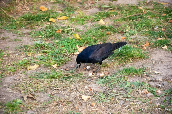 黑色的乌鸦鸟 黑色乌鸦的动物 户外有羽毛的黑色乌鸦羽毛 — 图库照片