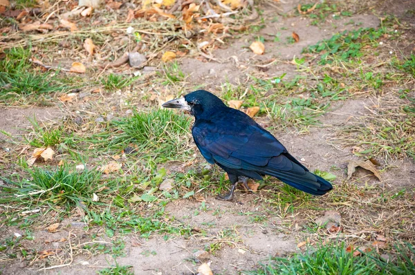 Black Rook Bird Black Crow Animal Black Raven Plumage Feather — Stock Photo, Image