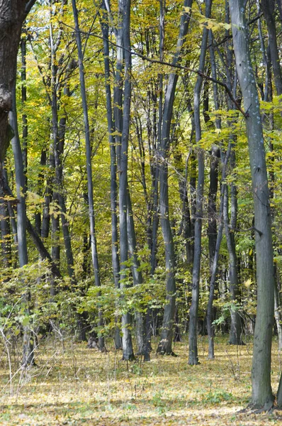 Höstsäsongen Parken Säsongsbetonade Blad Och Träd Naturlandskap Hösten Höst Skönhet Royaltyfria Stockbilder