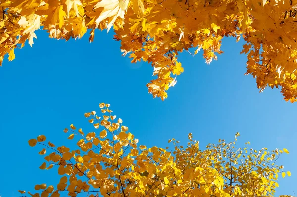 秋天的森林 秋天的大自然 公园里秋天的季节 季节性树叶和树木 秋天的自然景观 秋天的大自然之美 森林中的自然 天空复制空间 图库图片