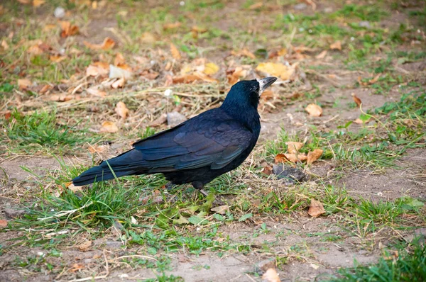 Zwarte Torenvogel Zwart Kraaiendier Zwarte Raaf Verenkleed Met Veren Buiten — Stockfoto