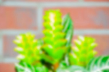 Arka plan bulanık. Odaklanmış arka plan og doğası. Çiçek arkaplanı. egzotik tropikal çiçek.