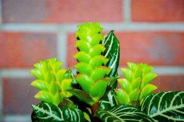 Ahelandra çiçeği. Çiçekli doğa egzotik braktı. Makro çiçekli aphelandra bitkisi. yeşil egzotik çiçek. Doğal çiçek bitkisi. Bitki örtüsü. Doğada tomurcuklanan çiçek..