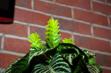 Ahelandra çiçeği. Çiçekli doğa braketi. Makro çiçekli aphelandra bitkisi. yeşil egzotik çiçek. Egzotik olarak doğal çiçek bitkisi. Bitki örtüsü. Doğada tomurcuklanan çiçek..