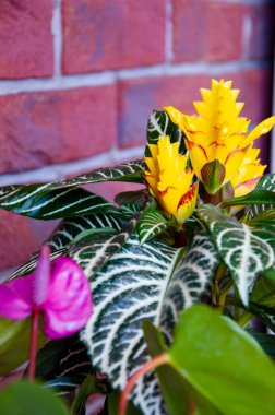 Ahelandra çiçeği. Çiçekli doğa braketi. Makro çiçekli aphelandra bitkisi. Sarı egzotik çiçek. Egzotik olarak doğal çiçek bitkisi. Bitki örtüsü. Doğada tomurcuklanan çiçek..