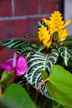 Ahelandra çiçeği. Çiçekli doğa braketi. Makro çiçekli kuyruk çiçeği bitkisi. yeşil egzotik laceleaf çiçeği. Doğal çiçek bitkisi. Bitki örtüsü. Doğada tomurcuklanan çiçek..