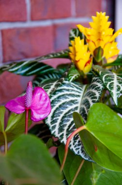 Ahelandra çiçeği. Çiçekli doğa braketi. Makro çiçekli kuyruk çiçeği bitkisi. Egzotik lakutaf çiçeği. Tropik doğal çiçek bitkisi. Bitki örtüsü. Doğada tomurcuklanan çiçek..