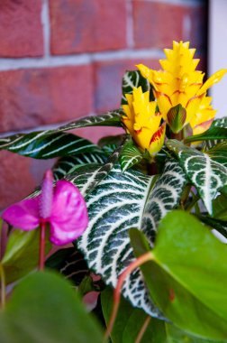 Ahelandra çiçeği. Çiçekli doğa braketi. Makro çiçekli kuyruk çiçeği bitkisi. yeşil egzotik laceleaf çiçeği. Doğal çiçek bitkisi. Bitki örtüsü. Doğada tomurcuklanan çiçek..