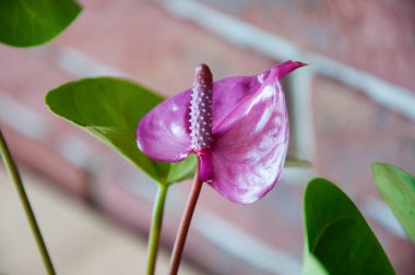 Anthurium çiçeği. Çiçek açan doğa yakın plan. Çiçek açan kuyruk çiçeği çiçeği makrosu. mor egzotik laceleaf çiçeği. Doğal çiçek tohumu bitkisi. Bitki örtüsü. Barış zambakları çiçek açan doğa.