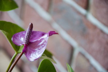 Anthurium çiçeği. Çiçek açan doğa yakın plan. Çiçek açan kuyruk çiçeği çiçeği makrosu. mor egzotik laceleaf çiçeği. Doğal çiçek tohumu bitkisi. Bitki örtüsü. Doğada çiçek açan. Boşluğu kopyala.