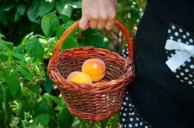 organik gıda. meyve hasadı. Çevre tarımı ve hasat. Yaz ya da sonbahar şeftali bahçesi hasadı. Meyve hasadı. taze ve organik sağlıklı meyve. Şeftali sepeti.