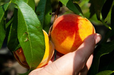 Meyve hasadı. taze ve organik sağlıklı meyve. Bahçıvanlık tarım şeftali ekimi. organik gıda. meyve hasadı. Çevre tarımı ve hasat. Yaz ya da sonbahar şeftali bahçesi hasadı.