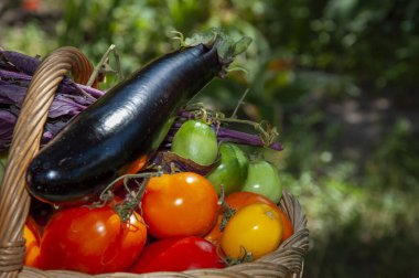 organik gıda. sebze hasadı. Çevre tarımı ve hasat. Yaz ya da sonbahar çiftliği mahsulü. sebze hasadı. taze ve organik sağlıklı sebzeler. Bahçıvanlık tarım ekimi.