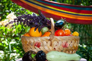 organik gıda. sebze hasadı. Çevre tarımı ve hasat. Yaz ya da sonbahar çiftliği mahsulü. sebze hasadı. taze ve organik sağlıklı sebzeler. Bahçıvanlık tarım ekimi.