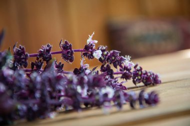 Fesleğen taze malzeme. Ahşap masa üzerinde yaprakları olan bir demet taze mor fesleğen. Lezzetli taze mor fesleğen sapları. aromatik bitkisel fesleğen. organik tarım ve bahçıvanlık.