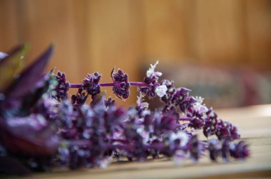 Fesleğen taze malzeme. Ahşap masa üzerinde yaprakları olan bir demet taze mor fesleğen. Lezzetli taze mor fesleğen sapları. aromatik bitkisel fesleğen. organik tarım. sera.