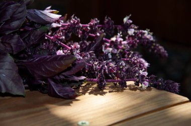 Fesleğen taze malzeme. Ahşap masa üzerinde yaprakları olan bir demet taze mor fesleğen. Lezzetli taze mor fesleğen sapları. aromatik bitkisel fesleğen. organik tarım..