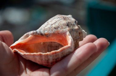 Sahilde deniz kabuğu. Yaz tatili. deniz kabuğu egzotik tropikal molluck. Denizde ya da okyanusta yumuşakçalar. kabuk elinde.