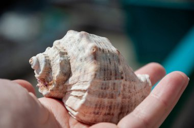 Sahilde deniz kabuğu. Yaz tatili. deniz kabuğu egzotik tropikal molluck. Denizde ya da okyanusta yumuşakçalar. Kabuklu el.