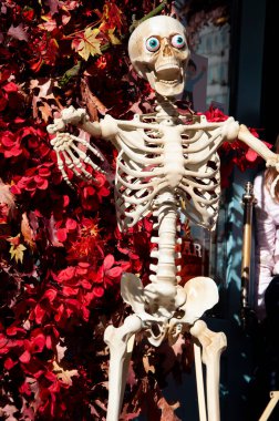 Kasım 'da ölmüş bir iskelet. Cadılar Bayramı Kasım 'da. Sonbahar kızıl yapraklı cadılar bayramı iskeleti dışarıda. Cadılar bayramın kutlu olsun. İskeletin ürkütücü zombi kafatası. Ölüm günü.