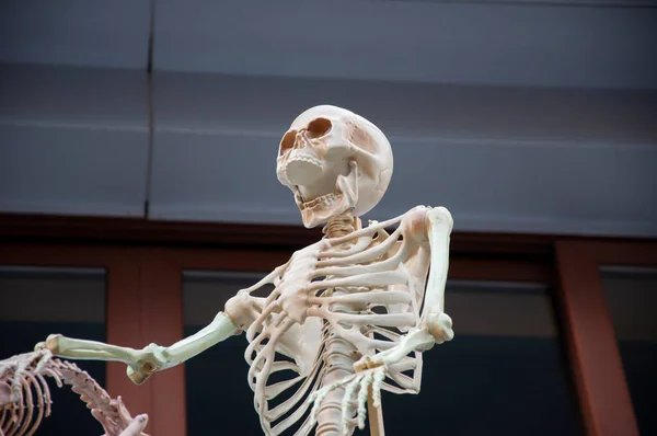 Жуткий Зомби Череп Скелета День Смерти Мертвый Скелет Ноябре Хэллоуин — стоковое фото