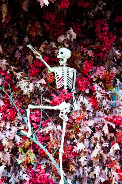 День Мертвих Мертвий Скелет Листопаді Хеллоуїн Листопаді Хеллоуїн Скелет Осінньому — стокове фото