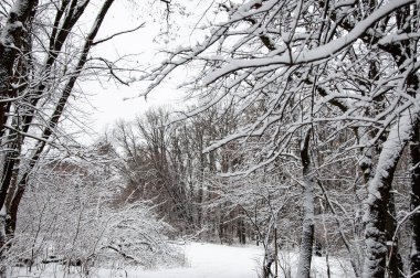 Kış ormanı Kış mevsiminde doğa. Kar parkının kış manzarası. Mevsimlik karlı ağaçlar. Kış Harikalar Diyarı 'ndaki doğal manzara. Ormandaki doğa manzarası. Açık havada beyaz kar. Mutlu Xmas.