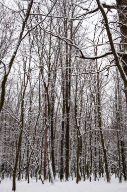 Kış ormanı Kış mevsiminde doğa. Karlı ormanın kış manzarası. Mevsimlik karlı ağaçlar. Kış Harikalar Diyarı 'ndaki doğal manzara. Ormandaki doğa manzarası. Beyaz kar. Mutlu yıllar..