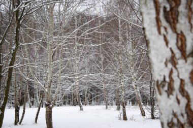 Mevsimlik karlı ağaçlar. Kış Harikalar Diyarı 'ndaki doğal manzara. Ormandaki doğa. Dışarıdaki beyaz karlı park. Kış ormanı Kış mevsiminde doğa. Kar parkında kış mevsimi.