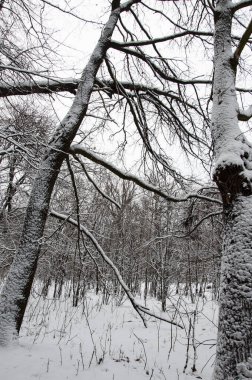 Açık havada beyaz kar. Kış ormanı Kış mevsiminde doğa. Kar parkının kış manzarası. Mevsimlik karlı ağaçlar. Kış Harikalar Diyarı 'ndaki doğal manzara. Ormandaki doğa manzarası.