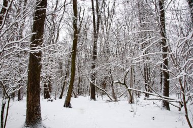 Kış mevsiminde doğa. Karlı ormanın kış manzarası. Mevsimlik karlı ağaçlar. Kış Harikalar Diyarı 'ndaki doğal manzara. Ormandaki doğa manzarası. Beyaz kar. Kış Ormanı.