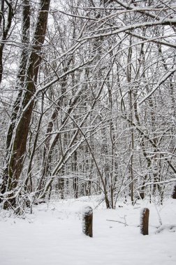 Beyaz kar. Kış ormanı Kış mevsiminde doğa. Karlı ormanın kış manzarası. Mevsimlik karlı ağaçlar. Kış Harikalar Diyarı 'ndaki doğal manzara. Ormandaki doğa manzarası.