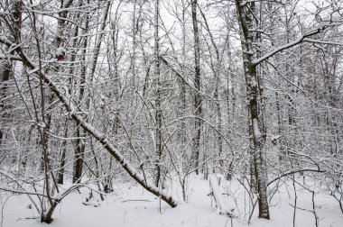 Karlı yeni yıl ağaçları. Kış Harikalar Diyarı 'ndaki doğal manzara. Ormandaki doğa manzarası. Beyaz Xmas karı. Kış ormanı Kışın Noel doğası. Karlı ormanın kış manzarası.