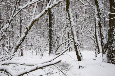 Karlı ormanın kış manzarası. Karlı yeni yıl ağaçları. Kış Harikalar Diyarı 'ndaki doğal manzara. Ormandaki doğa manzarası. Beyaz Xmas karı. Kış ormanı Kışın Noel doğası.