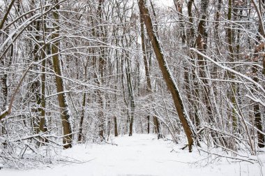 Ormandaki doğa manzarası. Beyaz Xmas karı. Kış ormanı Kışın Noel doğası. Karlı ormanın kış manzarası. Karlı yeni yıl ağaçları. Kışın harikalar diyarında doğal manzara.