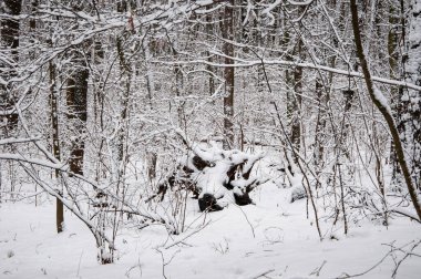 Kışın Noel doğası. Karlı ormanın kış manzarası. Karlı yeni yıl ağaçları. Kış Harikalar Diyarı 'ndaki doğal manzara. Ormandaki doğa manzarası. Beyaz Xmas karı. Kış Ormanı.