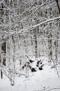 Karlı ormanın kış manzarası. Karlı yeni yıl ağaçları. Kış Harikalar Diyarı 'ndaki doğal manzara. Ormandaki doğa manzarası. Beyaz Xmas karı. Kış ormanı Kışın Noel doğası.