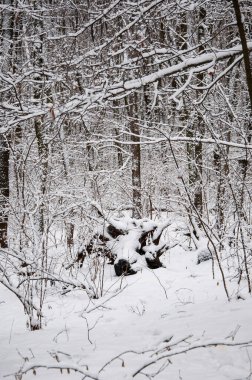 Kış Harikalar Diyarı 'ndaki doğal manzara. Ormandaki doğa manzarası. Beyaz Xmas karı. Kış ormanı Kışın Noel doğası. Karlı ormanın kış manzarası. Karlı yeni yıl ağaçları.