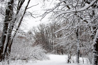 Kış ormanı Kış mevsiminde doğa. Kar parkında kış mevsimi. Mevsimlik karlı ağaçlar. Kış Harikalar Diyarı 'ndaki doğal manzara. Ormandaki doğa. Dışarıdaki beyaz karlı park. Mutlu Noeller..