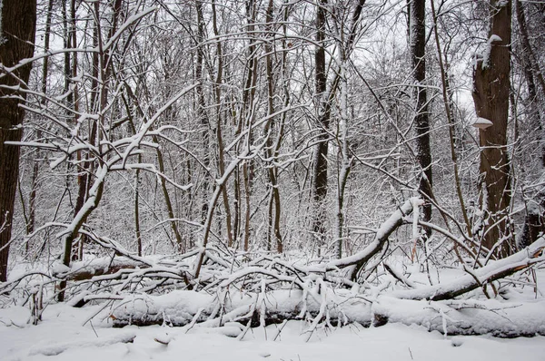 stock image Winter landscape of snowy forest. Seasonal trees with snow. Natural landscape in winter wonderland. Nature landscape in forest. White snow. Winter forest. Nature in winter season.